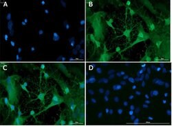 Doublecortin Polyclonal Antibody, Rockland:Antibodies:Primary Antibodies
