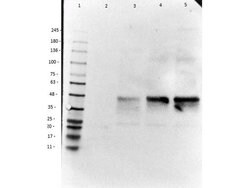 Doublecortin Polyclonal Antibody, Rockland:Antibodies:Primary Antibodies