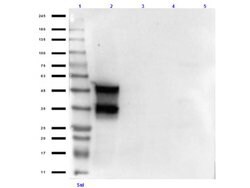 Doublecortin Polyclonal Antibody, Rockland:Antibodies:Primary Antibodies