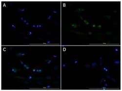 Brn3b Polyclonal Antibody, Rockland 100 &mu;g; Unconjugated:Antibodies,