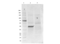 Brn3b Polyclonal Antibody, Rockland 100 &mu;g; Unconjugated:Antibodies,