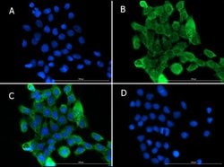 PI3 Kinase p55 gamma Polyclonal Antibody, Rockland:Antibodies:Primary Antibodies