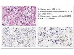 PI3 Kinase p55 gamma Polyclonal Antibody, Rockland:Antibodies:Primary Antibodies