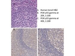 PI3 Kinase p55 gamma Polyclonal Antibody, Rockland:Antibodies:Primary Antibodies