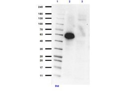 PI3 Kinase p55 gamma Polyclonal Antibody, Rockland:Antibodies:Primary Antibodies