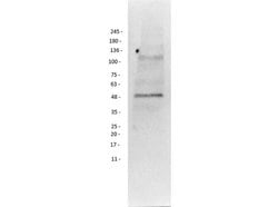 PI3 Kinase p55 gamma Polyclonal Antibody, Rockland:Antibodies:Primary Antibodies