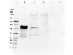 EEF1A2 Polyclonal Antibody, Rockland 100 &mu;g; Unconjugated:Antibodies,