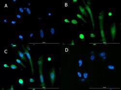 BMAL1 Polyclonal Antibody, Rockland 100 &mu;g; Unconjugated:Antibodies,