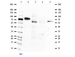 BMAL1 Polyclonal Antibody, Rockland 100 &mu;g; Unconjugated:Antibodies,
