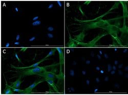 Eaat2 Polyclonal Antibody, Rockland:Antibodies:Primary Antibodies