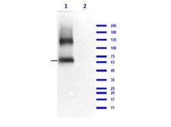 Eaat2 Polyclonal Antibody, Rockland:Antibodies:Primary Antibodies