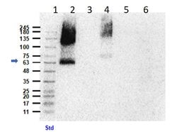 Eaat2 Polyclonal Antibody, Rockland:Antibodies:Primary Antibodies