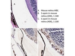 S Opsin Polyclonal Antibody, Rockland 100 &mu;g; Unconjugated:Antibodies,