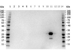 GFP Goat anti-Tag, HRP, Polyclonal, Rockland 1 mg; HRP:Antibodies, Polyclonal