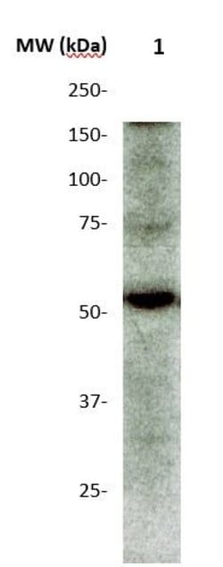 Phospho-CamKII (Thr286) Polyclonal Antibody, Abbomax 100 &mu;g; Unconjugated:Antibodies,