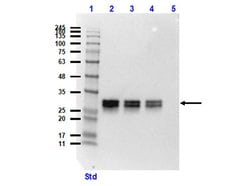 GFP Monoclonal Antibody (9F9.F9), Rockland:Antibodies:Primary Antibodies