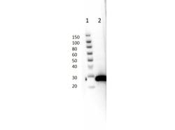 GFP Monoclonal Antibody (9F9.F9), Rockland:Antibodies:Primary Antibodies