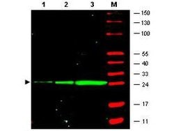 GFP Monoclonal Antibody (9F9.F9), Rockland:Antibodies:Primary Antibodies