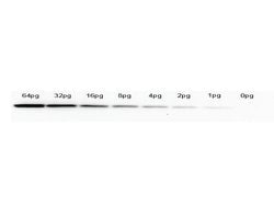 GFP Monoclonal Antibody (9F9.F9), Rockland:Antibodies:Primary Antibodies