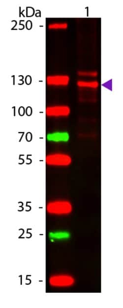Collagen Type I Polyclonal Antibody, Rockland:Antibodies:Primary Antibodies
