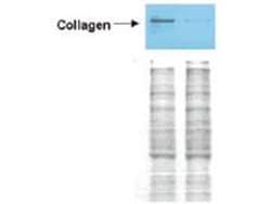Collagen Type I Polyclonal Antibody, Rockland:Antibodies:Primary Antibodies