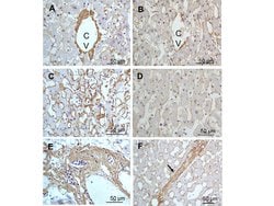 Collagen Type III Polyclonal Antibody, Rockland 100 &mu;g; Unconjugated:Antibodies,