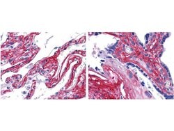 Collagen Type V Polyclonal Antibody, Rockland 25 &mu;L; Unconjugated:Antibodies,