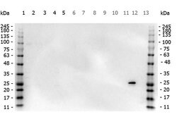 GST Polyclonal Antibody, Rockland 25 μL; Unconjugated:Antibodies, Polyclonal