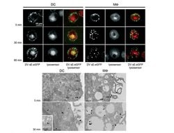 GFP Polyclonal Antibody, Rockland:Antibodies:Primary Antibodies