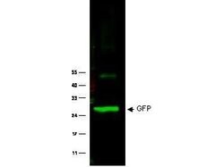 GFP Polyclonal Antibody, Rockland:Antibodies:Primary Antibodies