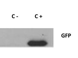 GFP Polyclonal Antibody, Rockland:Antibodies:Primary Antibodies