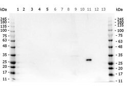 GFP Polyclonal Antibody, Rockland:Antibodies:Primary Antibodies