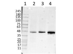 beta Amyloid Polyclonal Antibody, Rockland:Antibodies:Primary Antibodies