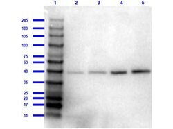 beta Amyloid Polyclonal Antibody, Rockland:Antibodies:Primary Antibodies