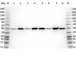 beta Amyloid Polyclonal Antibody, Rockland:Antibodies:Primary Antibodies