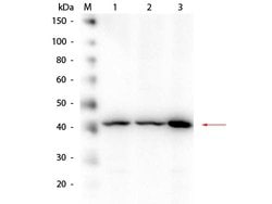 beta Amyloid Polyclonal Antibody, Rockland:Antibodies:Primary Antibodies