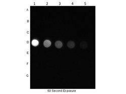 Phospho-AKT (Ser473) Polyclonal Antibody, Rockland 100 &mu;g; Unconjugated:Antibodies,