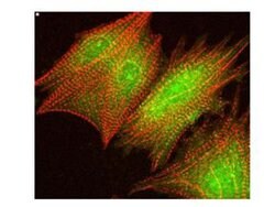 Phospho-AKT (Ser473) Polyclonal Antibody, Rockland 100 &mu;g; Unconjugated:Antibodies,