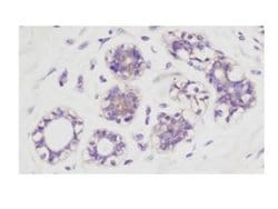 Phospho-AKT (Ser473) Polyclonal Antibody, Rockland 100 &mu;g; Unconjugated:Antibodies,