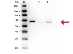 Phospho-AKT (Ser473) Polyclonal Antibody, Rockland 100 &mu;g; Unconjugated:Antibodies,
