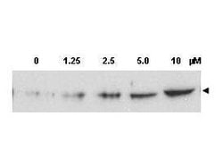 Phospho-CHK2 (Thr68)Rabbit anti-Human, Polyclonal, Rockland 100 &mu;g;