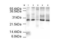 APC10Rabbit anti-Human, Polyclonal, Rockland 100 &mu;g | Buy Online | Rockland Immunochemicals | Fisher Scientific