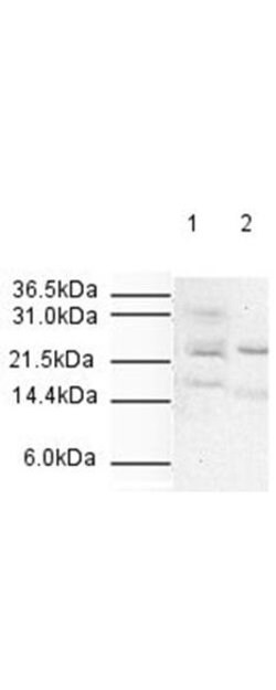 APC10Rabbit anti-Human, Polyclonal, Rockland 100 &mu;g | Buy Online | Rockland Immunochemicals | Fisher Scientific