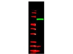 V5 Epitope TagRabbit anti-Tag, Polyclonal, Rockland 100 &mu;g; Unconjugated:Antibodies,