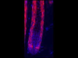RFP Pre-adsorbed Polyclonal Antibody, Rockland 100 &mu;g; Unconjugated:Antibodies,