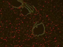 RFP Pre-adsorbed Polyclonal Antibody, Rockland 100 &mu;g; Unconjugated:Antibodies,