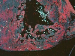 RFP Pre-adsorbed Polyclonal Antibody, Rockland 100 &mu;g; Unconjugated:Antibodies,