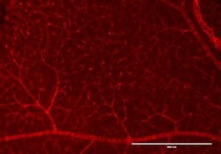 RFP Pre-adsorbed Polyclonal Antibody, Rockland 100 &mu;g; Unconjugated:Antibodies,