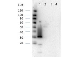 RFP Pre-adsorbed Polyclonal Antibody, Rockland 100 &mu;g; Unconjugated:Antibodies,