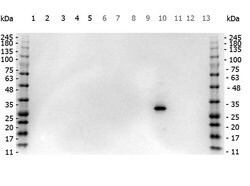 RFP Pre-adsorbed Polyclonal Antibody, Rockland 100 &mu;g; Unconjugated:Antibodies,